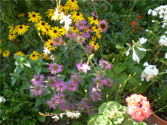 monarda